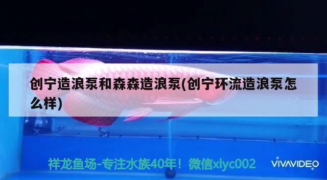 創(chuàng)寧造浪泵和森森造浪泵(創(chuàng)寧環(huán)流造浪泵怎么樣) 創(chuàng)寧造浪泵和森森造浪泵(創(chuàng)寧環(huán)流造浪泵怎么樣) 創(chuàng)寧水族