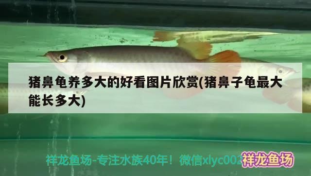 魚缸 豬鼻龜養多大的好看圖片欣賞(豬鼻子龜最大能長多大) 豬鼻龜百科 豬鼻龜養多大的好看圖片欣賞(豬鼻子龜最大能長多大) 豬鼻龜養多大的好看圖片欣賞(豬鼻子龜最大能長多大) 豬鼻龜百科