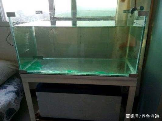 魚缸如何換水清理魚糞