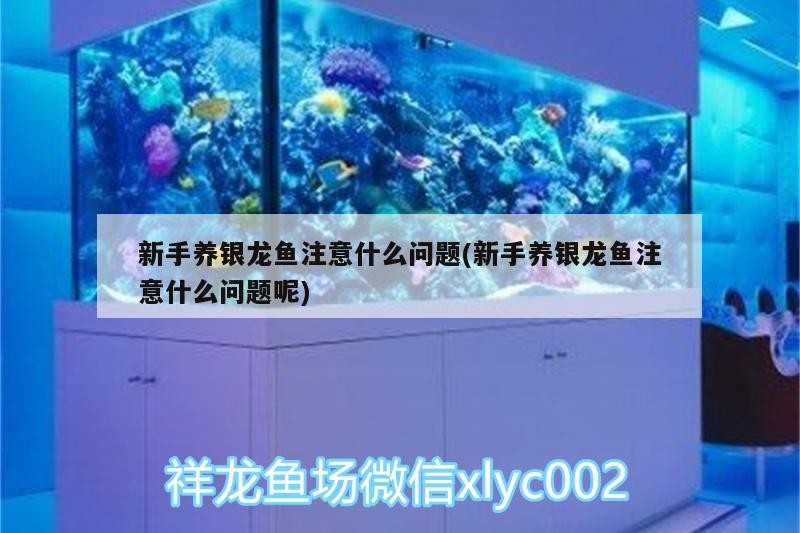 新手養銀龍魚注意什么問題(新手養銀龍魚注意什么問題呢)