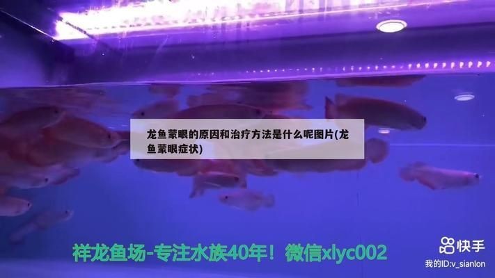 龍魚蒙眼用青霉素可以嗎vs祥龍魚場：青霉素治療龍魚蒙眼病 龍魚蒙眼用青霉素可以嗎vs祥龍魚場：青霉素治療龍魚蒙眼病 vs祥龍魚場 第13張