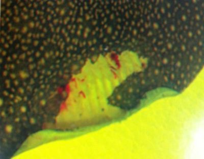 魟魚(yú)白點(diǎn)病的早期癥狀：如何改善魚(yú)缸水質(zhì)防白點(diǎn)病