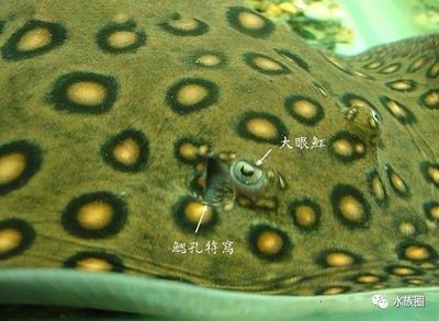 魟魚怎么看狀態好不好：判斷魟魚的狀態好壞需要從以下幾個方面進行考慮