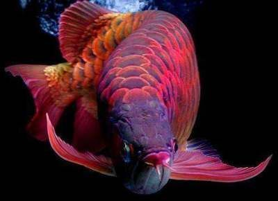 紅龍魚虎斑紋是什么魚：如何鑒別紅龍魚虎斑紋的品質(zhì)，紅龍魚虎斑紋的養(yǎng)殖技巧