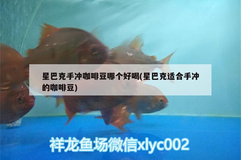 星巴克手沖咖啡豆哪個好喝(星巴克適合手沖的咖啡豆)