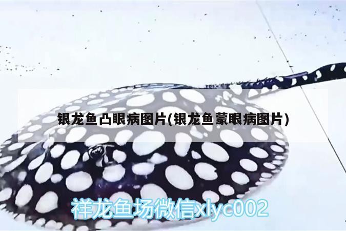 銀龍魚凸眼病圖片(銀龍魚蒙眼病圖片)