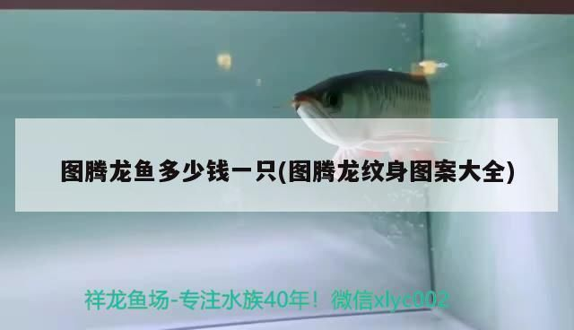 紅龍魚紋身圖案