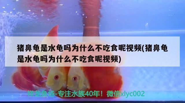 豬鼻龜是水龜嗎為什么不吃食呢視頻(豬鼻龜是水龜嗎為什么不吃食呢視頻)