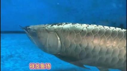 龍魚的溫度一般要開幾度才能活動 龍魚的溫度一般要開幾度才能活動 龍魚百科 第1張