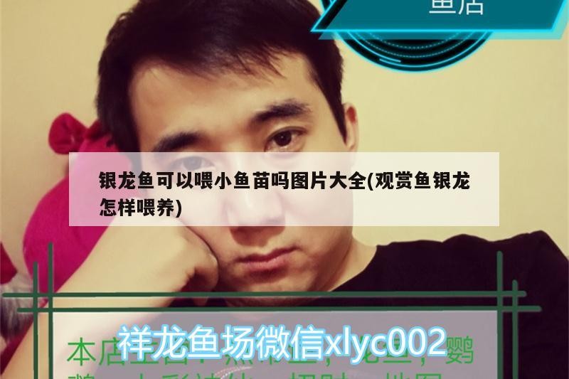 銀龍魚可以喂小魚苗嗎圖片大全(觀賞魚銀龍怎樣喂養)
