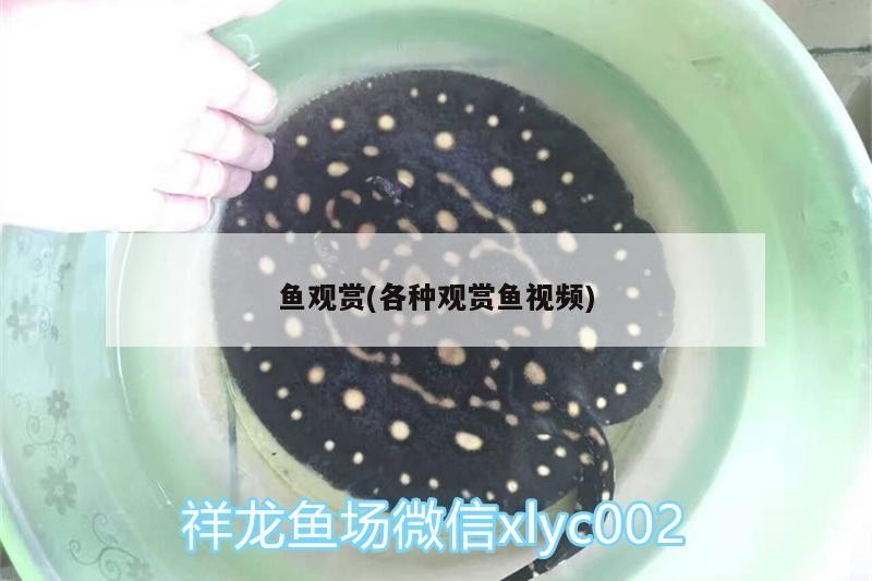 魚觀賞(各種觀賞魚視頻)