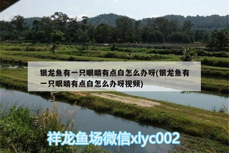 銀龍魚有一只眼睛有點白怎么辦呀(銀龍魚有一只眼睛有點白怎么辦呀視頻)