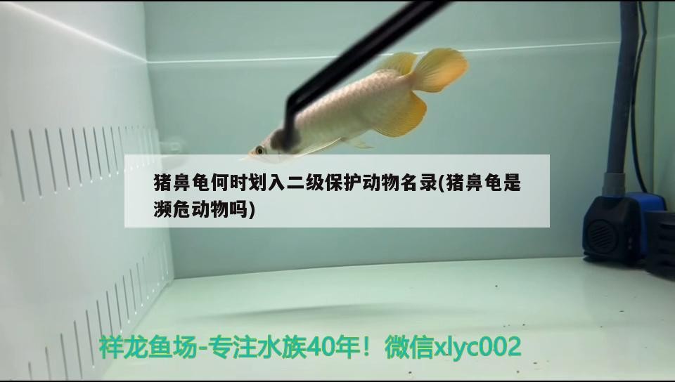 豬鼻龜何時劃入二級保護(hù)動物名錄(豬鼻龜是瀕危動物嗎)