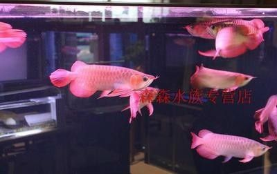 長治龍魚vs祥龍魚場（探討長治龍魚與祥龍魚場的差異之前，我們需要明確兩者所指的具體內容）