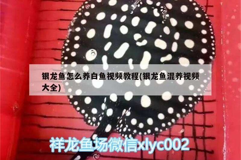 銀龍魚怎么養白魚視頻教程(銀龍魚混養視頻大全)