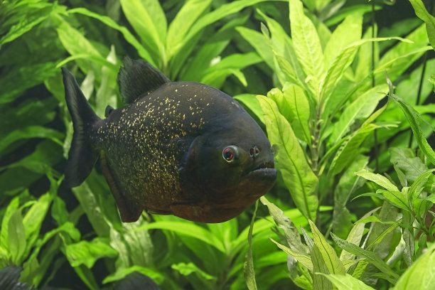 虎魚黑沙什么樣：虎魚黑沙什么樣虎魚黑沙什么樣
