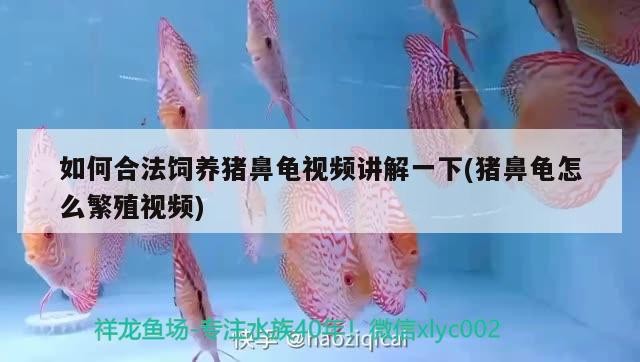 如何合法飼養豬鼻龜視頻講解一下(豬鼻龜怎么繁殖視頻)
