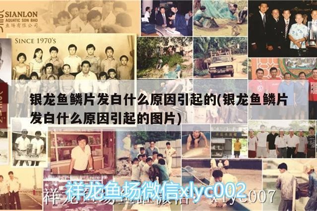 銀龍魚鱗片發(fā)白什么原因引起的(銀龍魚鱗片發(fā)白什么原因引起的圖片)