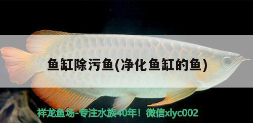 魚缸除污魚(凈化魚缸的魚)