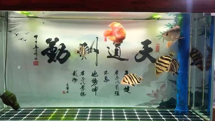 龍魚有內寄是什么狀況啊vs祥龍魚場：如何預防龍魚內寄 龍魚有內寄是什么狀況啊vs祥龍魚場：如何預防龍魚內寄 vs祥龍魚場 第4張