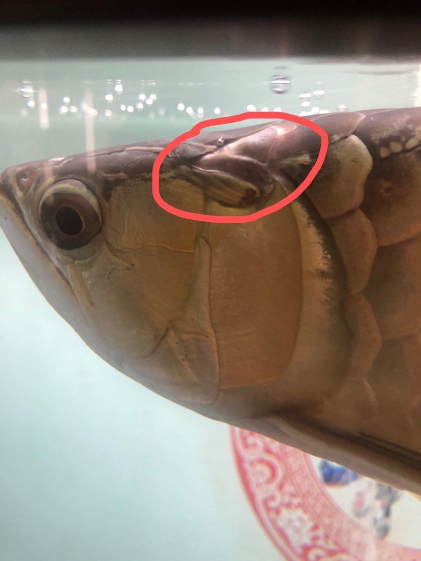 求助金龍有蟲子怎么治療