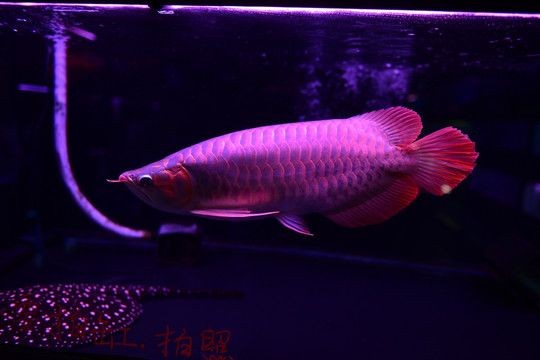 紅龍魚(yú)什么時(shí)候用側(cè)燈：紅龍魚(yú)何時(shí)使用側(cè)燈