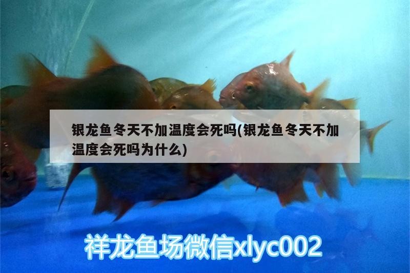 銀龍魚冬天不加溫度會(huì)死嗎(銀龍魚冬天不加溫度會(huì)死嗎為什么)