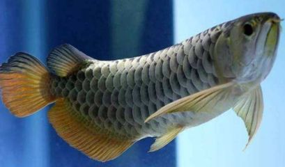 金龍魚與銀板魚混養注意事項：金龍魚與銀板魚混養時需要注意以下幾點，確保兩者的健康和穩定生長