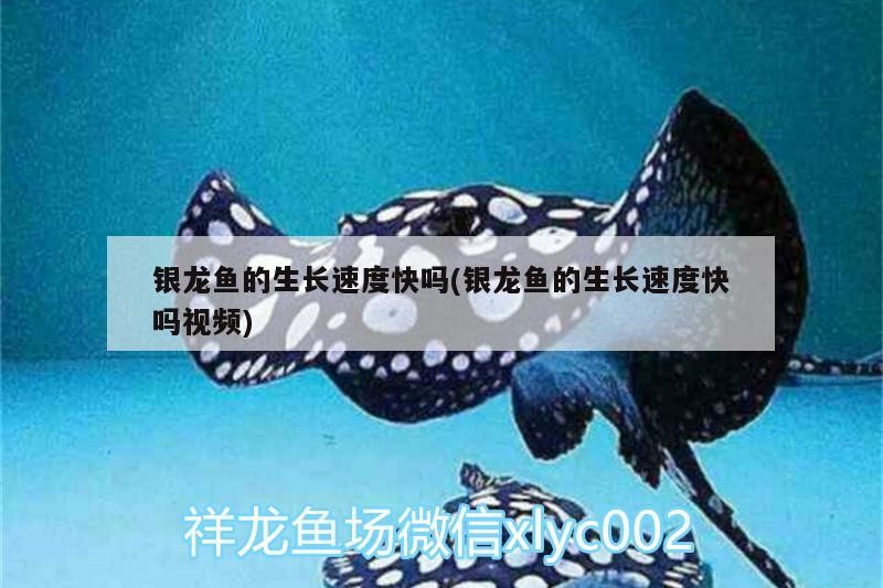 銀龍魚的生長速度快嗎(銀龍魚的生長速度快嗎視頻) 銀龍魚的生長速度快嗎(銀龍魚的生長速度快嗎視頻) 銀龍魚百科