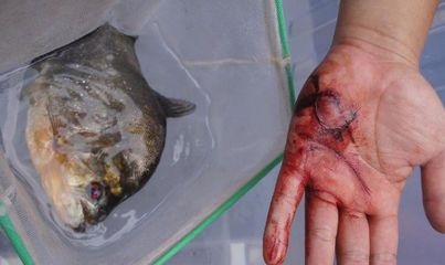 被虎魚咬了會怎么樣：被虎魚咬傷了會怎么樣