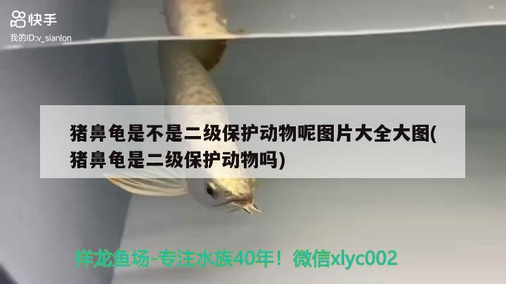 豬鼻龜是不是二級保護(hù)動物呢圖片大全大圖(豬鼻龜是二級保護(hù)動物嗎)