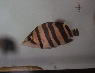 印尼虎魚溫度多少合適養活：關于印尼虎魚理想水溫的詳細信息