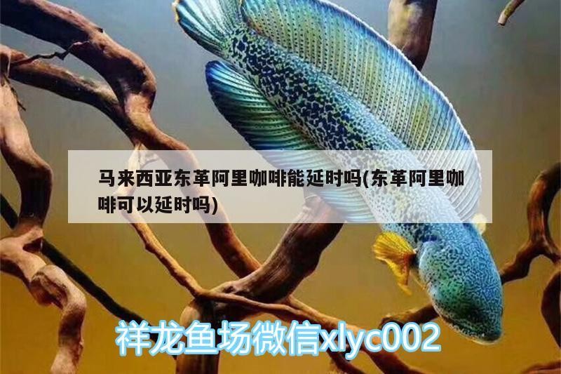 紅龍魚用黃燈烤有用嗎 馬來西亞東革阿里咖啡能延時嗎(東革阿里咖啡可以延時嗎) 馬來西亞咖啡 馬來西亞東革阿里咖啡能延時嗎(東革阿里咖啡可以延時嗎) 馬來西亞東革阿里咖啡能延時嗎(東革阿里咖啡可以延時嗎) 馬來西亞咖啡