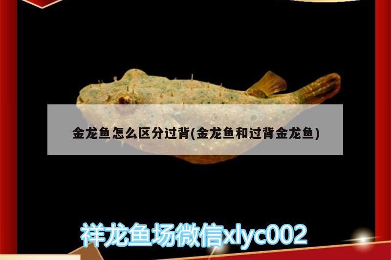 金龍魚怎么區(qū)分過背(金龍魚和過背金龍魚)