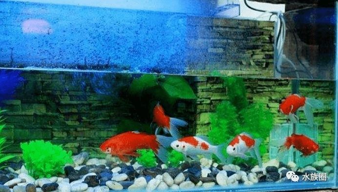 1米魚缸多厚玻璃好：如何選擇魚缸玻璃厚度 1米魚缸多厚玻璃好：如何選擇魚缸玻璃厚度 魚缸百科 第1張