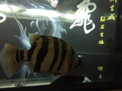 印尼虎單養好還是群養好：印尼虎單養與群養各有優缺點