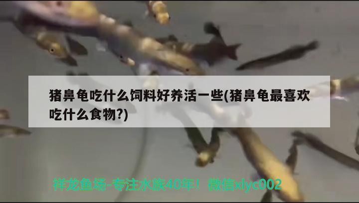 豬鼻龜吃什么飼料好養活一些(豬鼻龜最喜歡吃什么食物?)