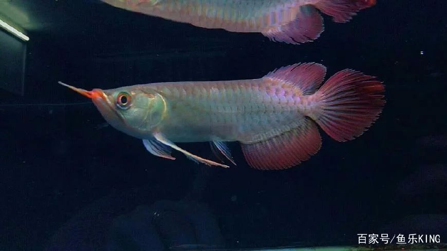 龍魚燈光顏色