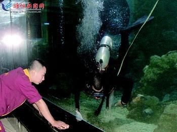 大魚缸怎么徹底清洗水垢視頻：如何清洗大魚缸水垢？