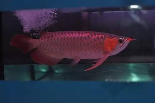 龍魚可以吃魚食嗎vs祥龍魚場：龍魚可以吃魚食嗎？