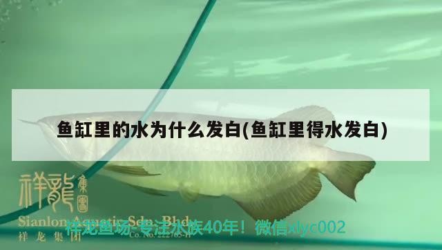 魚缸里的水為什么發白(魚缸里得水發白) 魚缸里的水為什么發白(魚缸里得水發白) 魟魚百科