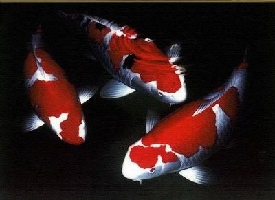 龍魚的寓意和象征桃源結(jié)義的意思是啥呢