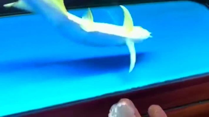 龍魚打架鱗片掉了一半還能活嗎vs祥龍魚場：龍魚打架后的鱗片掉落一半的情況下，龍魚有可能存活并恢復(fù) 龍魚打架鱗片掉了一半還能活嗎vs祥龍魚場：龍魚打架后的鱗片掉落一半的情況下，龍魚有可能存活并恢復(fù) vs祥龍魚場 第2張