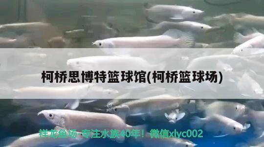 柯橋思博特籃球館(柯橋籃球場) 柯橋思博特籃球館(柯橋籃球場) 博特水族