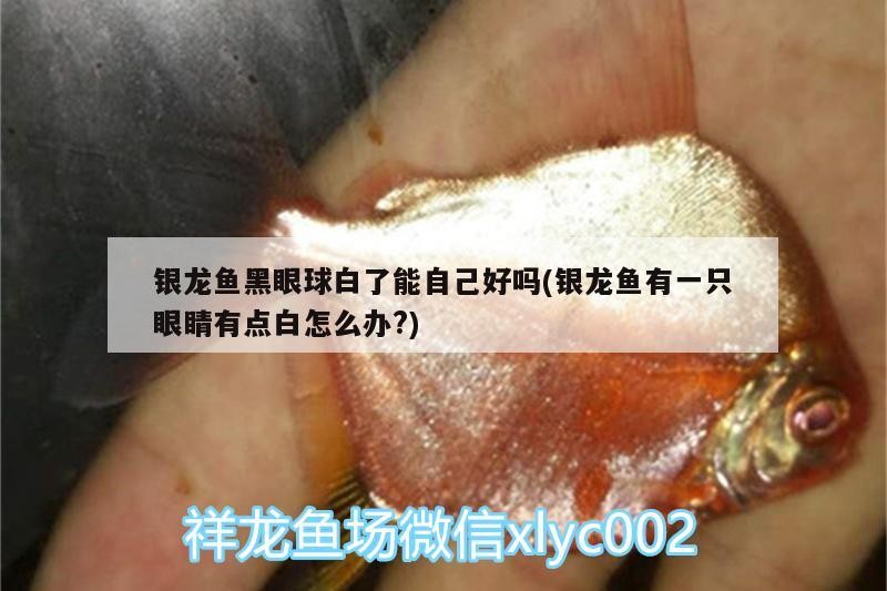 銀龍魚黑眼球白了能自己好嗎(銀龍魚有一只眼睛有點白怎么辦?)