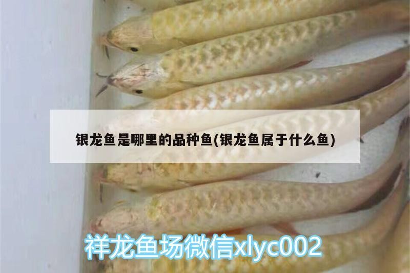 銀龍魚是哪里的品種魚(銀龍魚屬于什么魚)