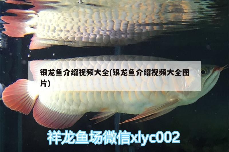 銀龍魚介紹視頻大全(銀龍魚介紹視頻大全圖片)