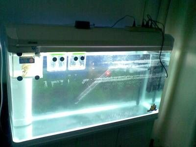 不用增氧泵怎么給魚缸增氧：如何提高魚缸中的溶氧量 不用增氧泵怎么給魚缸增氧：如何提高魚缸中的溶氧量 魚缸百科 第1張