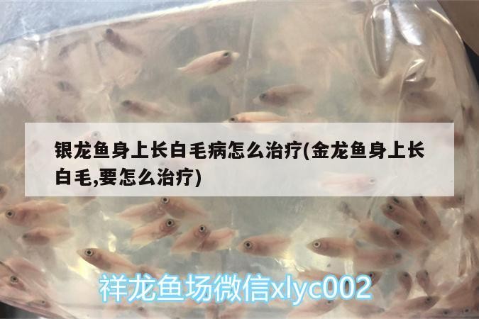銀龍魚身上長(zhǎng)白毛病怎么治療(金龍魚身上長(zhǎng)白毛,要怎么治療)