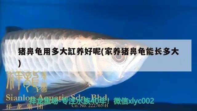 豬鼻龜用多大缸養好呢(家養豬鼻龜能長多大) 豬鼻龜用多大缸養好呢(家養豬鼻龜能長多大) 豬鼻龜百科